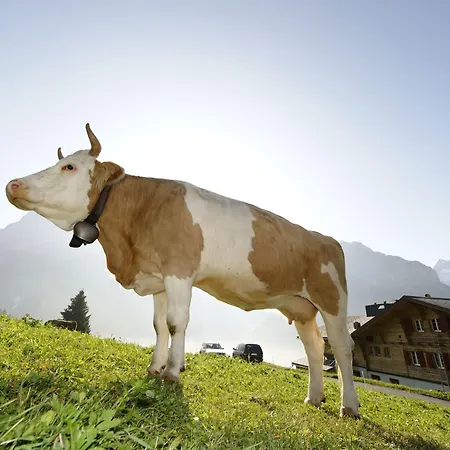 Alpinhotel Bort Гриндельвальд