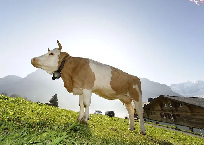 Alpinhotel Bort Grindelwald